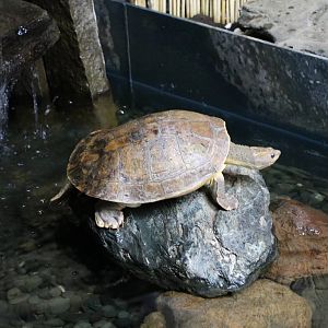 New Guinea snapping turtle - Tokyo Tower Aquarium, February 2016
