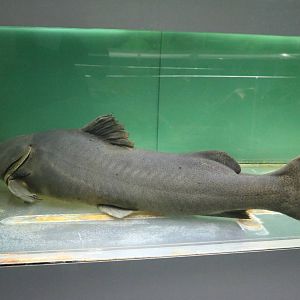 Brazilian gilded catfish - Tokyo Tower Aquarium, February 2016