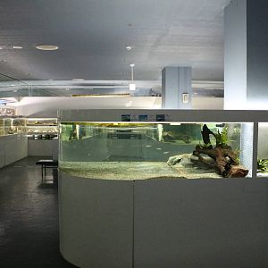 Goonch tank and Asian fish - Tokyo Tower Aquarium, February 2016