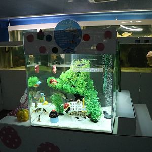 Baby fish display - Tokyo Tower Aquarium, February 2016
