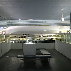 Tanks for African and Asian fish - Tokyo Tower Aquarium, February 2016