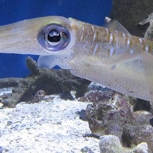 Bigfin Reef Squid