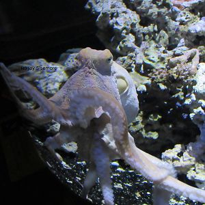 Day Octopus
