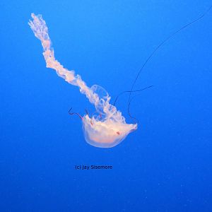 Purple Striped Jelly