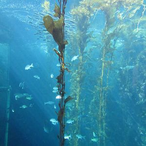 Kelp Forest