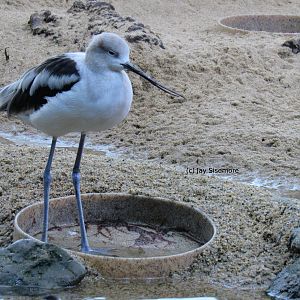 American Avocet