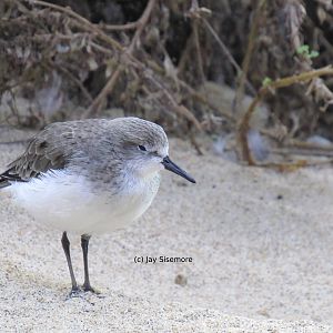 Semipalmated Sandpiper