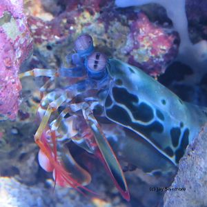 Peacock Mantis Shrimp