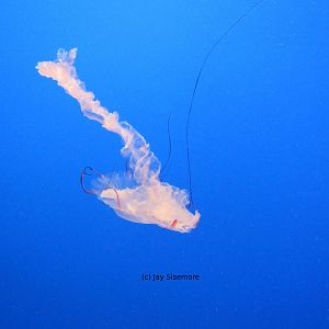 Purple Striped Jelly