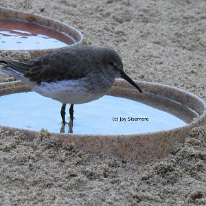 Semipalmated Sandpiper