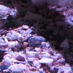 Hawaiian Bobtail Squid