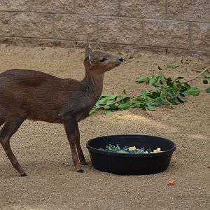 Calamian Deer Youngster