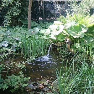 Pond in Wading bird aviary