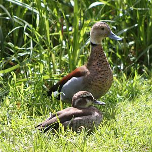 Pair of Ring teals