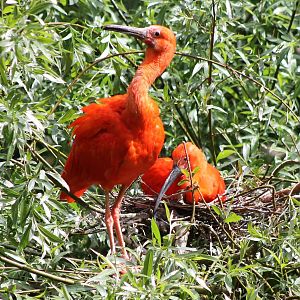 Nesting Scarlet ibisses