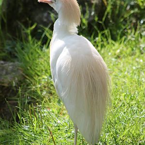 Cattle egret