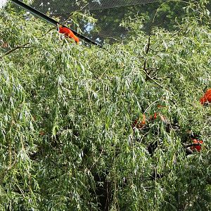 Nesting Scarlet ibisses and Roseate spoonbill