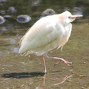 Cattle egret