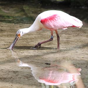 Roseate spoonbill