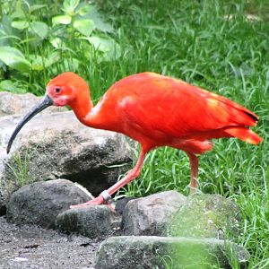 Scarlet ibis