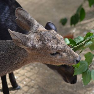 Calamian Deer and Black Duiker Youngsters