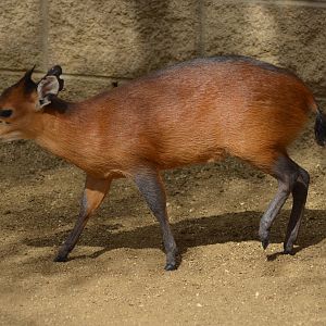 Red-Flanked Duiker Youngster