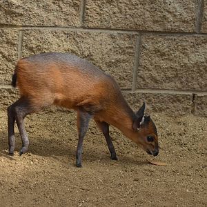 Red-Flanked Duiker Youngster