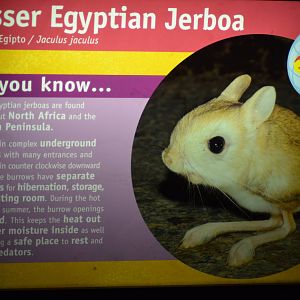Lesser Egyptian Jerboa Signage
