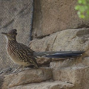 Roadrunner