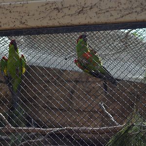 Thick-billed Parrots