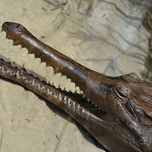 Tomistoma