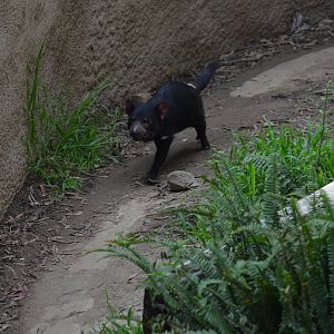 Tasmanian Devil