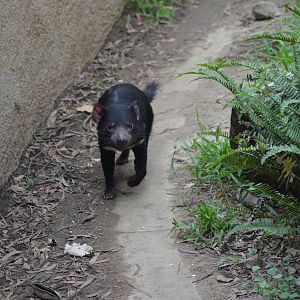 Tasmanian Devil