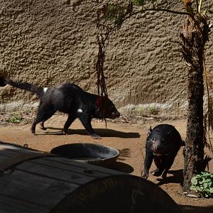 Tasmanian Devils