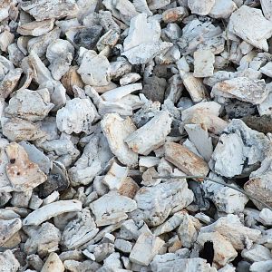 Closeup of Burnt Ivory  - Nairobi National Park