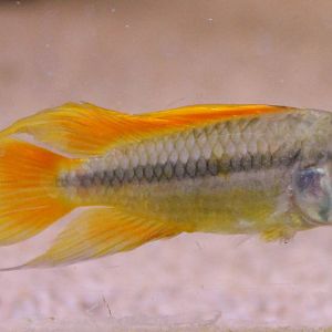 Apistogramma cacatuoides