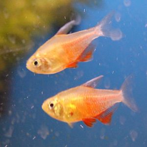 Flame tetras (Hyphessobrycon flammeus), orange variation