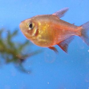 Flame tetra (Hyphessobrycon flammeus), orange variation