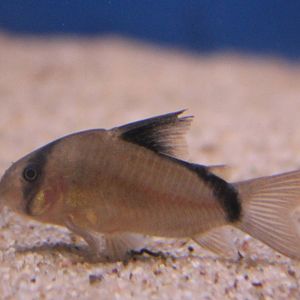 Corydoras metae