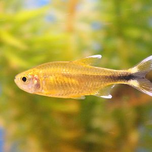 Silvertip tetra - Hasemania nana