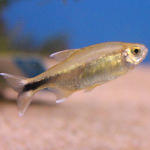 Silvertip tetra