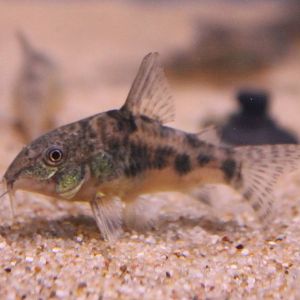 Corydoras paleatus
