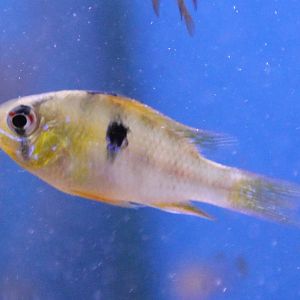 Mikrogeophagus ramirezi