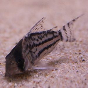 Corydoras schwartzi