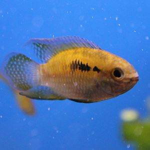 Probably Laetacara curviceps