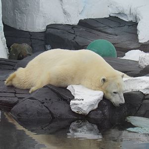 Polar Bear