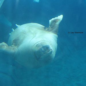 Seahook the Pacific Walrus