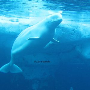 Beluga Whale