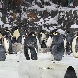 Penguin Encounter