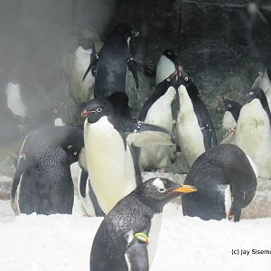 Adelies and one Gentoo
